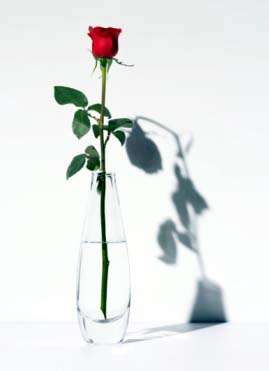 The Rose and the Shadow1.jpg
